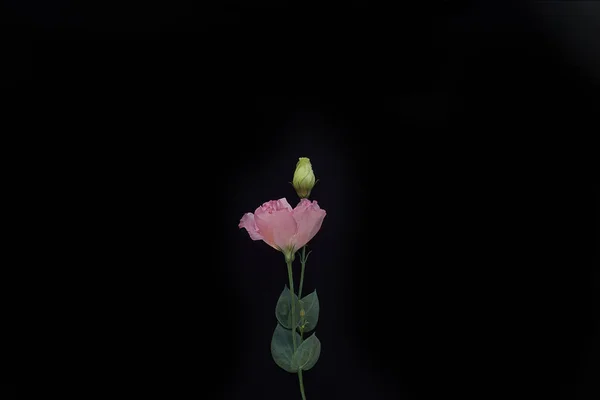 Bouquet di eustomi rosa con bocciolo su sfondo nero — Foto Stock