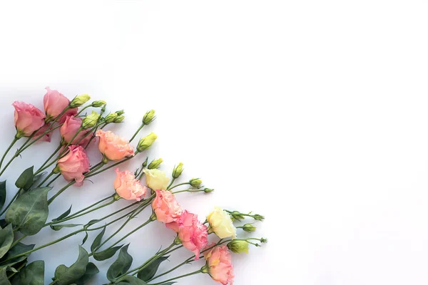 Eustoma de melocotón rosa sobre fondo blanco — Foto de Stock