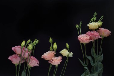 siyah arka planda pembe eustomas buket