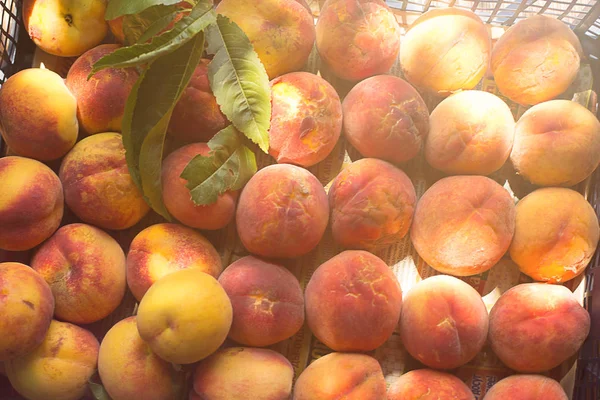 ripe juicy peaches in the box in the sunshine