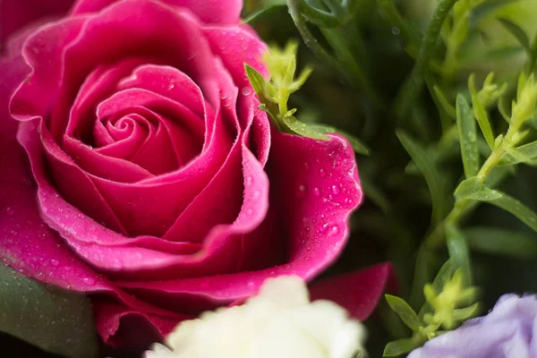 Jemné růžové kapky rosy se zvedaly zblízka na rozmazané pozadí — Stock fotografie