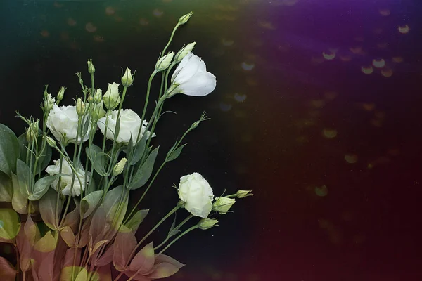 Bouquet di eustomi bianchi su sfondo nero in scintille e — Foto Stock