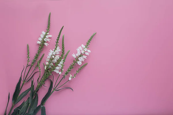 Flores blancas en gotas de agua sobre un fondo rosa — Foto de Stock