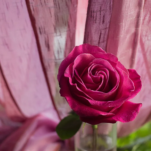 Růžová růže v kapkách blízko deště na čtvercové pozadí — Stock fotografie