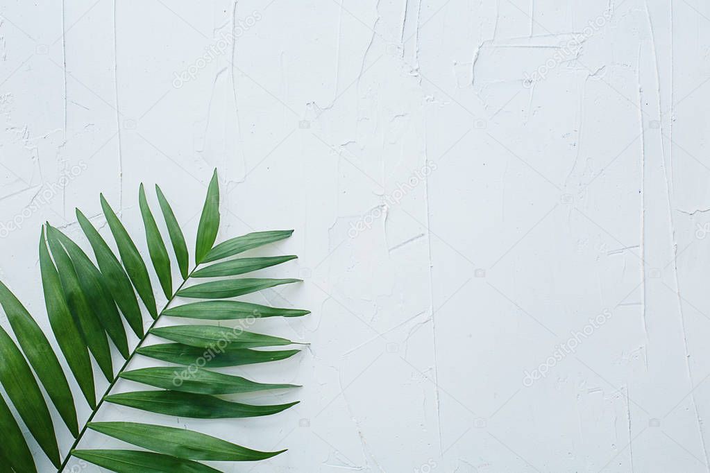 tropical palm leaf on white textured background