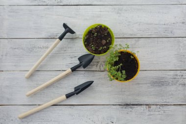 bahçe araçları ile beyaz ahşap arka plan üzerinde tencere de fide