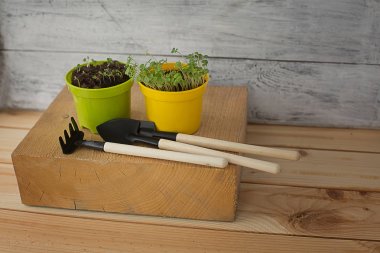 bahçe araçları ile ahşap bir arka plan üzerinde tencere de fide