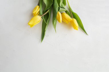 Sarı laleler beyaz gri arkaplanda taze ve parlak.