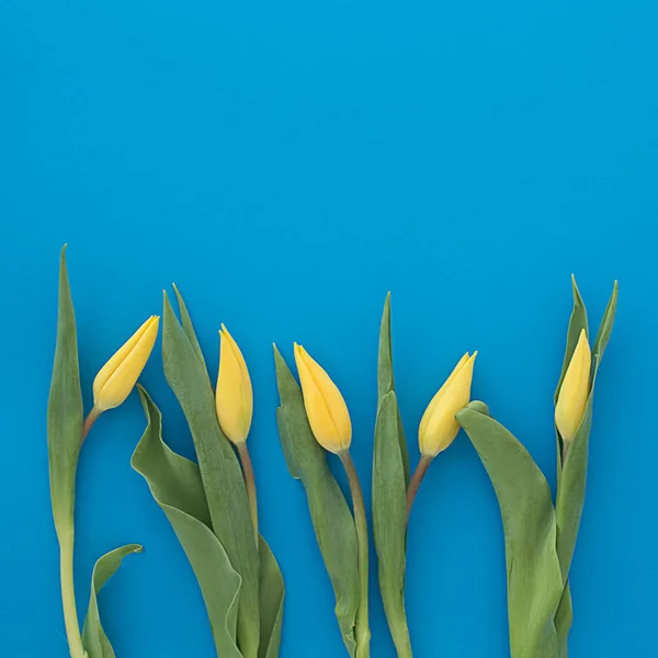 Tulipanes amarillos frescos brillantes sobre un fondo textural cuadrado azul — Foto de Stock