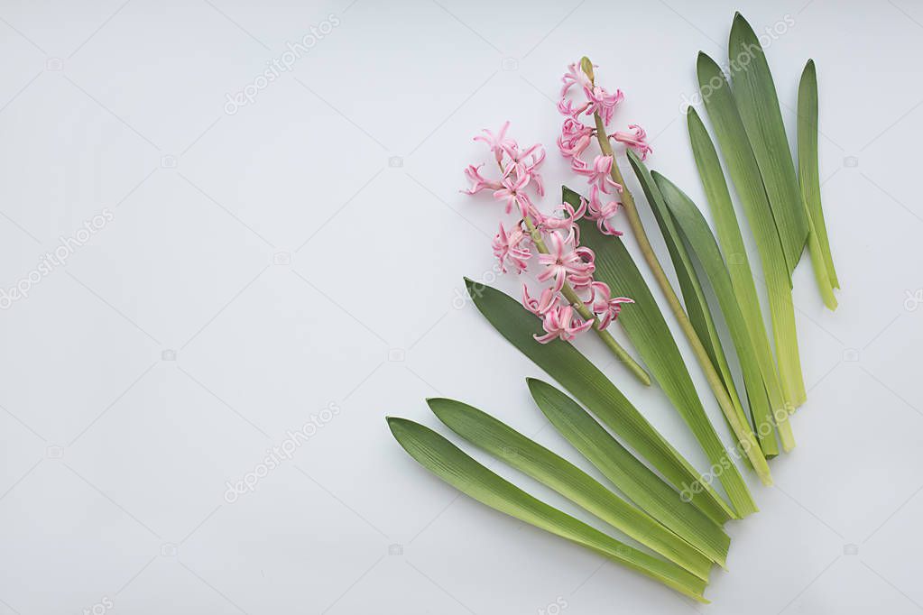 pink hyacinth flowers with leaves on white background. Flat lay