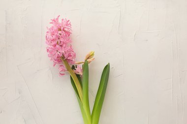 beyaz dokusal arka plan üzerinde pembe kokulu sümbül