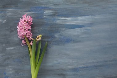 mavi dokusal arka plan üzerinde pembe sümbüller