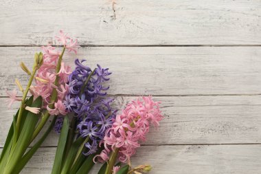 beyaz arka plan üzerinde çok renkli kokulu sümbül