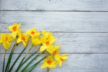 nergis Narcissus ahşap beyaz arka plan üzerinde