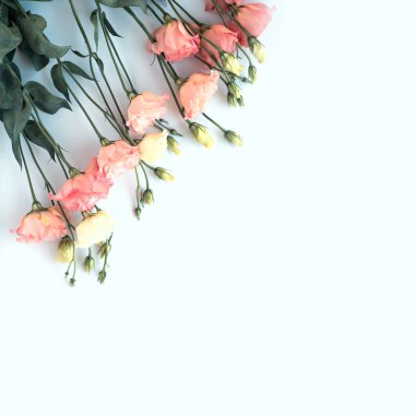 açık renkli kare arka plan pembe şeftali eustoma