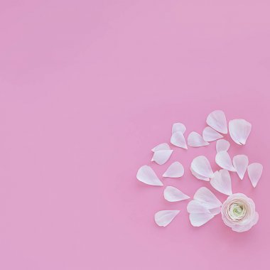 ranunculus ve kare arka plan da narin yaprakları 