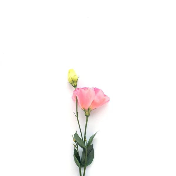 Eustoma rosa su sfondo quadrato bianco — Foto Stock