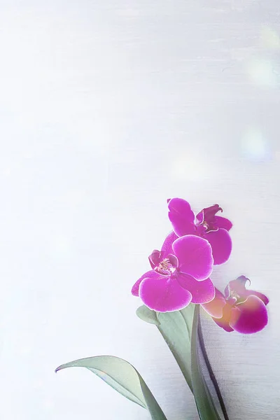 Rosa Orchidee auf einem hellgrauen unscharfen Hintergrund Banner. Thermalbad kopieren — Stockfoto