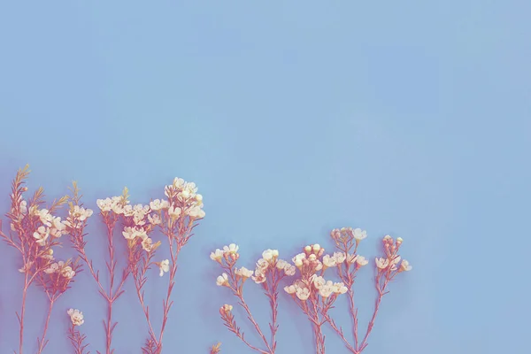 Flores pequeñas blancas sobre fondo azul — Foto de Stock