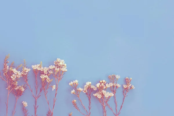 white small flowers on blue background