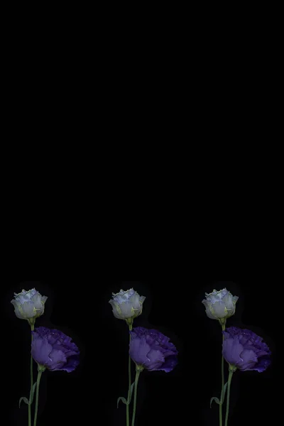 Viola eustomas su uno sfondo nero — Foto Stock