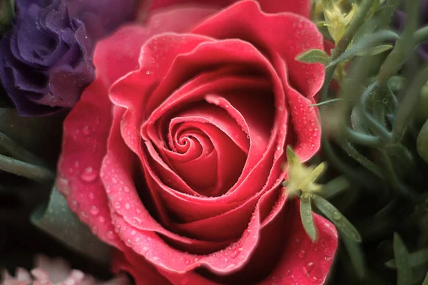 Delicado rosa em gotas de orvalho subiu de perto em um fundo embaçado — Fotografia de Stock