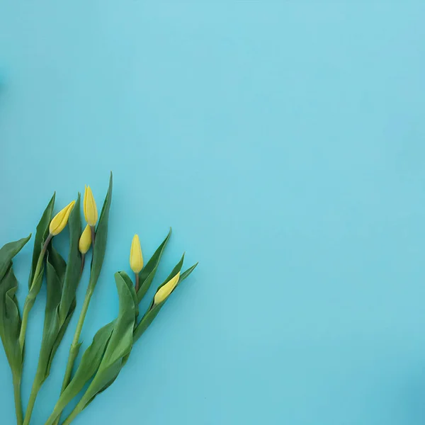 Ramo de brotes de tulipanes amarillos sobre fondo textural azul cuadrado — Foto de Stock