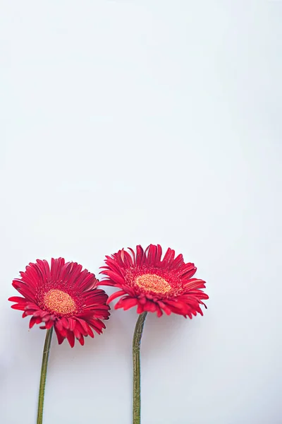 Dos gerberas rojas sobre fondo gris claro — Foto de Stock