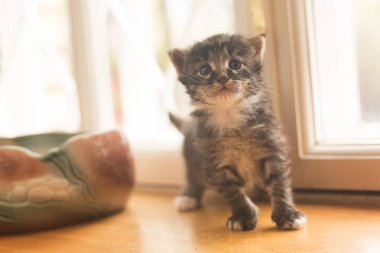 pencerede küçük gri kedi yavrusu