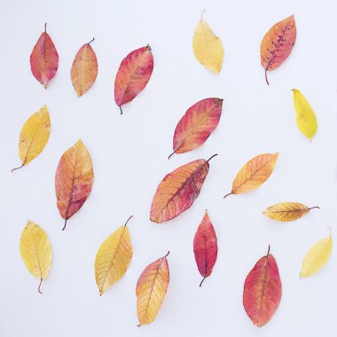 Beyaz arkaplanda sonbahar yaprakları