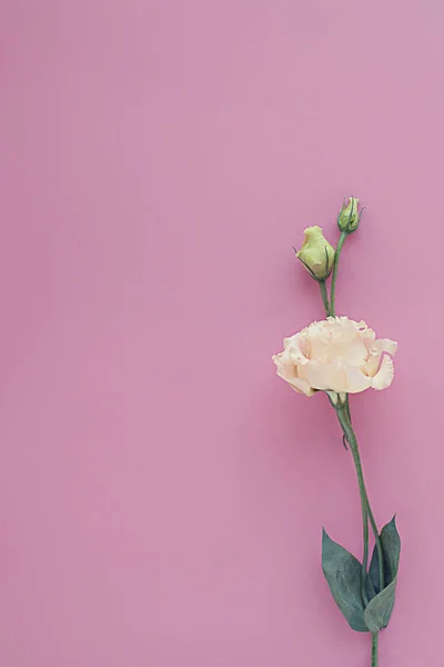 Delicado eustoma de melocotón sobre un fondo rosa — Foto de Stock