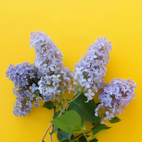 Ramas de lila sobre un fondo cuadrado de color amarillo brillante —  Fotos de Stock