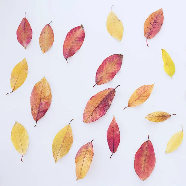 Beyaz arkaplanda sonbahar yaprakları