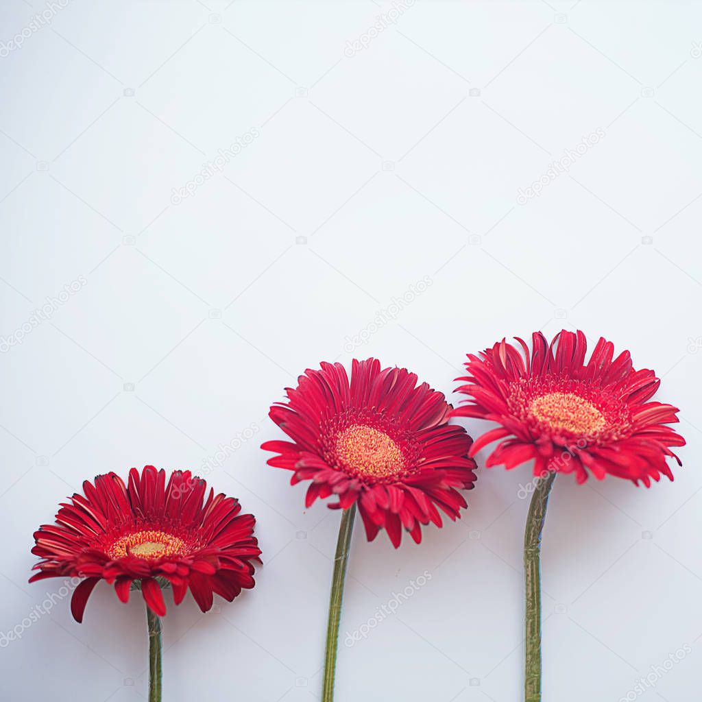 three red gerberas on light gray square background