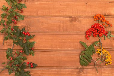 alıç meyveleri ve bir o yeşil yaprakları ile renkli kırmızı Rowan