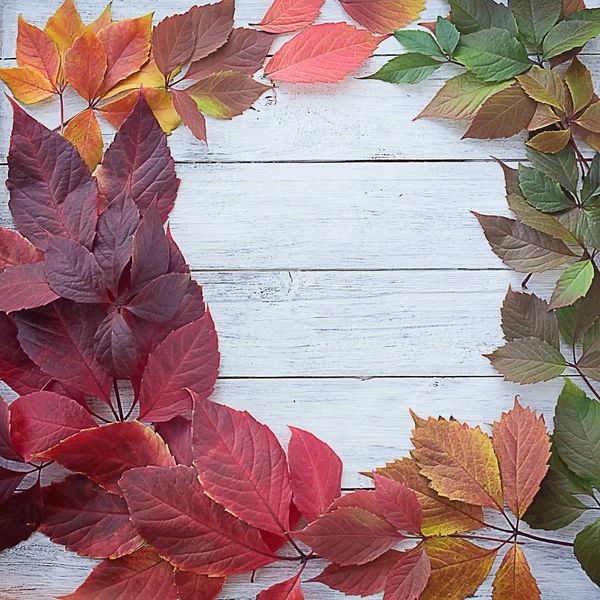 Beyaz kare ahşap arka plan üzerinde Sonbahar yaprakları