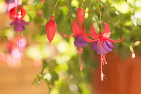 Bright fuchsia close-up on a blurred background with highlights — Stock Photo, Image