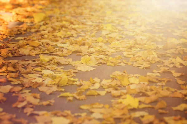 Autumn fallen yellow leaves background in the in blurry sun Stock Picture