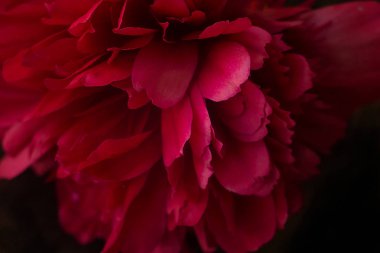 Şakayık çiçeği portre