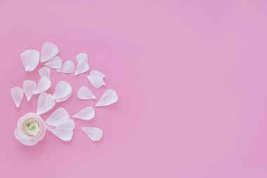 ranunculus ve arka planda hassas yaprakları 