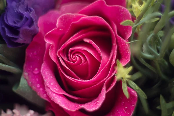Jemné růžové kapky rosy se zvedaly zblízka na rozmazané pozadí — Stock fotografie