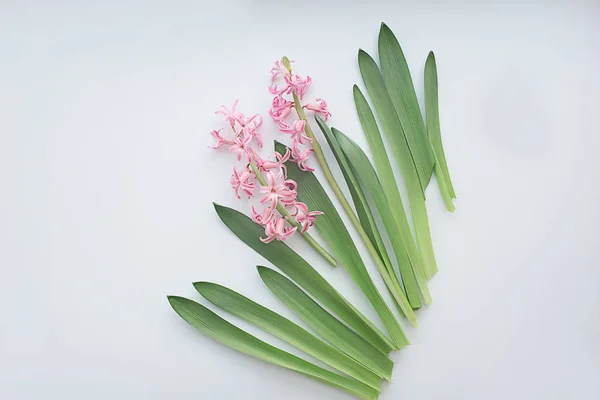 Roze hyacint bloemen met bladeren op witte achtergrond. Platte lay, — Stockfoto