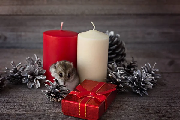 Símbolo do rato 2020. Composição de Natal mouse com velas um — Fotografia de Stock