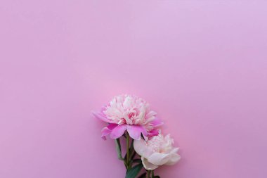 Hafif bir arka plan üzerinde narin pembe şakayık.