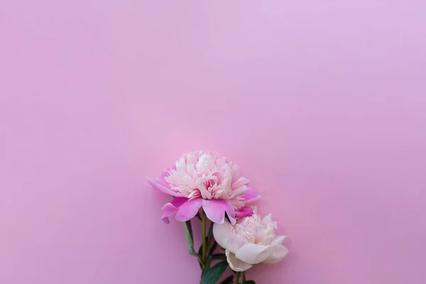 Delicadas peonías rosadas sobre un fondo claro . — Foto de Stock