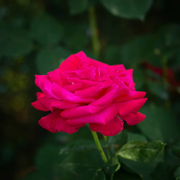 Grande rosa vermelha no fundo quadrado verde — Fotografia de Stock