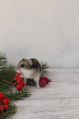 Bir fare ile Noel kompozisyon.