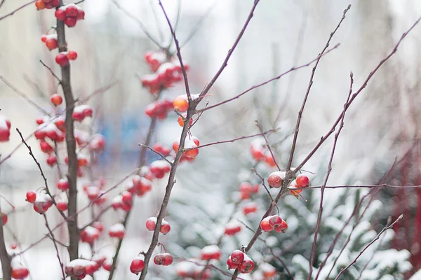 Рождественская композиция с ветками деревьев в снегу и красном приложении — стоковое фото
