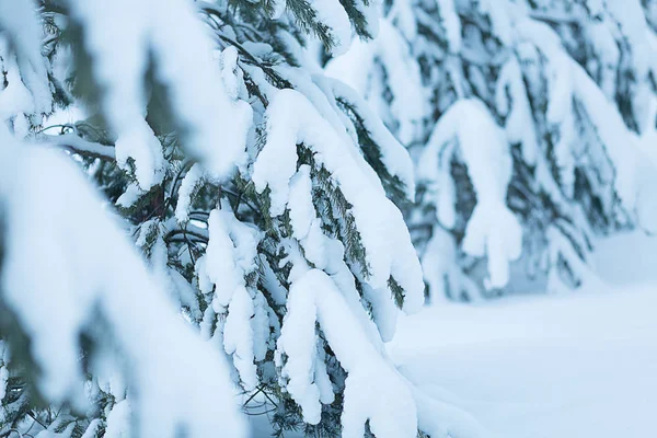 Árvores de Natal sob neve na floresta — Fotografia de Stock