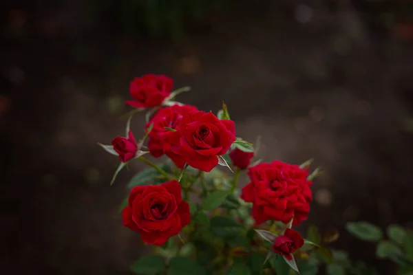 Jasně červené růže — Stock fotografie